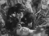 Превью кадра #178281 к фильму "Тарзан и его подруга" (1934)
