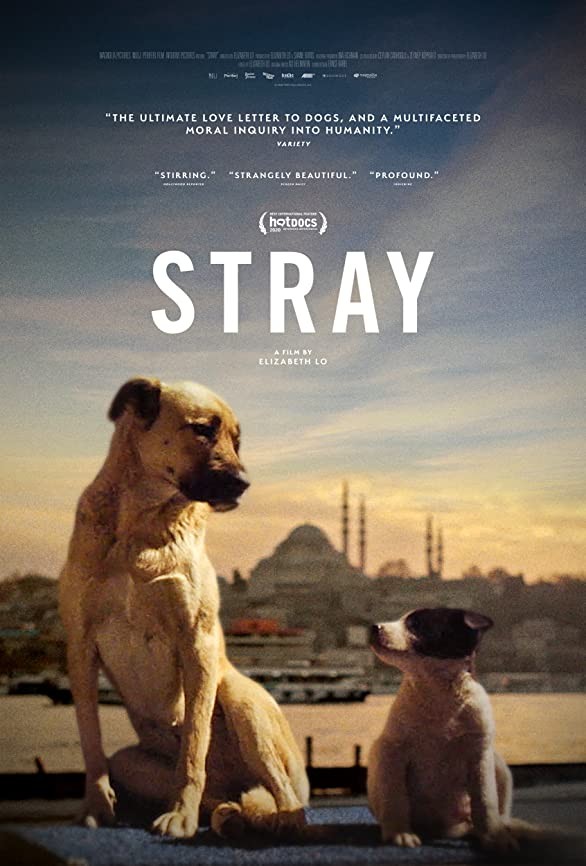 Бродячий / Stray (2021) отзывы. Рецензии. Новости кино. Актеры фильма Бродячий. Отзывы о фильме Бродячий