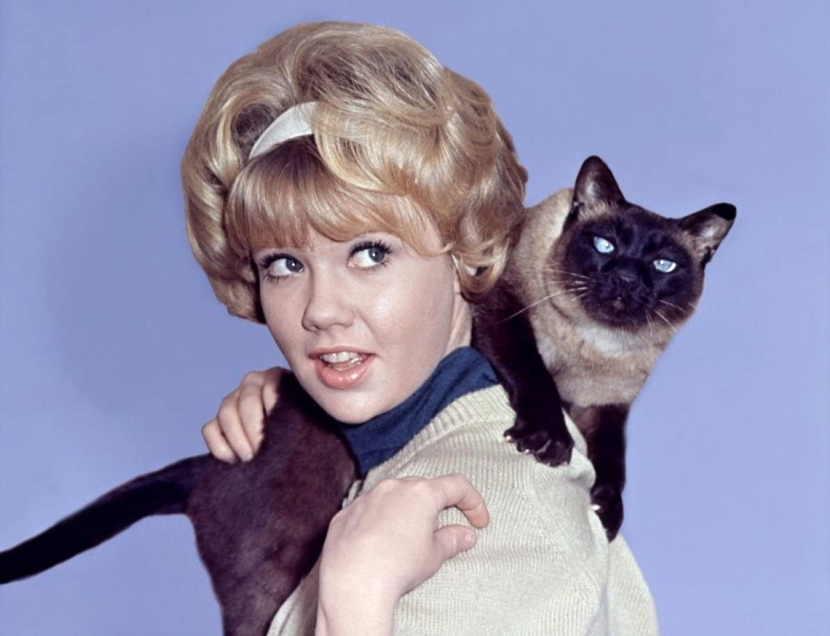 Фильм Эта дикая кошка (1965). Кадр N185395