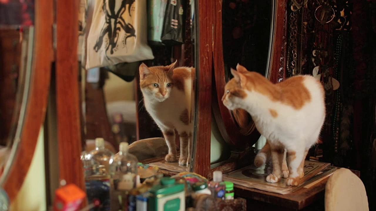 Фильм Город кошек (2016). Кадр N185415