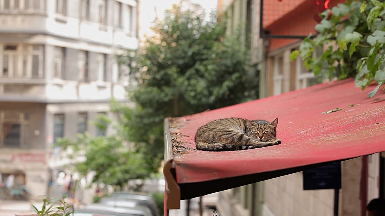 Фильм Город кошек (2016). Кадр N185416