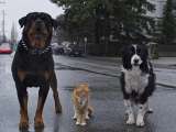 Превью кадра #186947 из фильма "Кошки против собак 3: Лапы, объединяйтесь"  (2020)