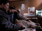 Превью кадра #186966 к фильму "Кладбище домашних животных 2" (1992)