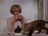 Превью кадра #185392 из фильма "Эта дикая кошка"  (1965)