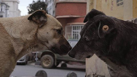 Трейлер документального фильма "Бродячий"