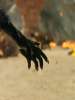 Трейлер фильма "Черная Пантера 2: Ваканда навсегда" стал одним из самых популярных