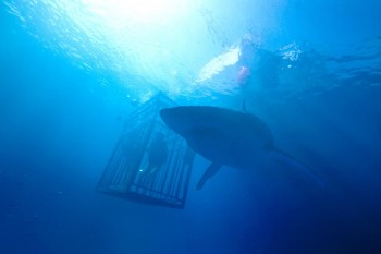 Режиссер дилогии "Синяя бездна" Йоханнес Робертс снимет новый триллер про акул