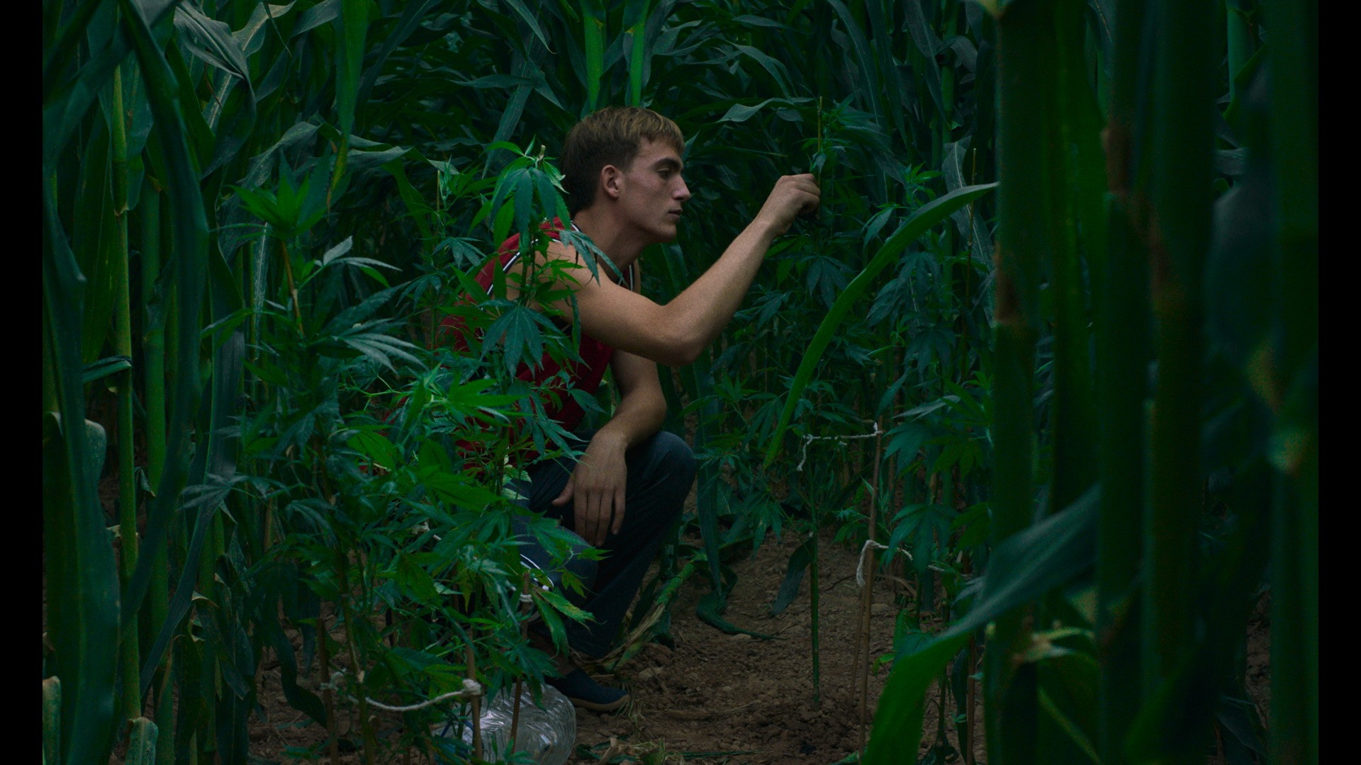 Фильм Земля Алькаррас (2022). Кадр N214920
