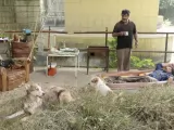 Превью кадра #241458 из фильма "Академия четвероногих"  (2024)