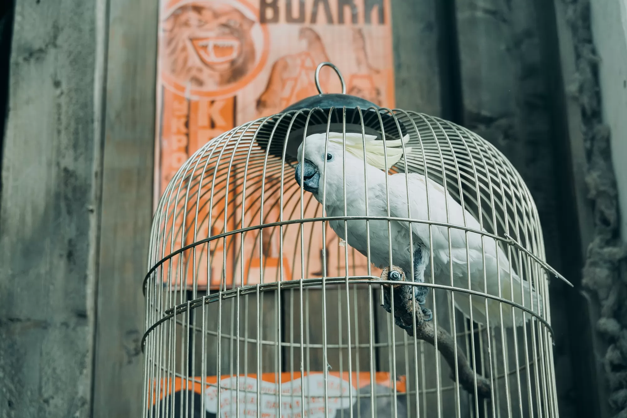 Фильм Красавица (2026). Кадр N259242