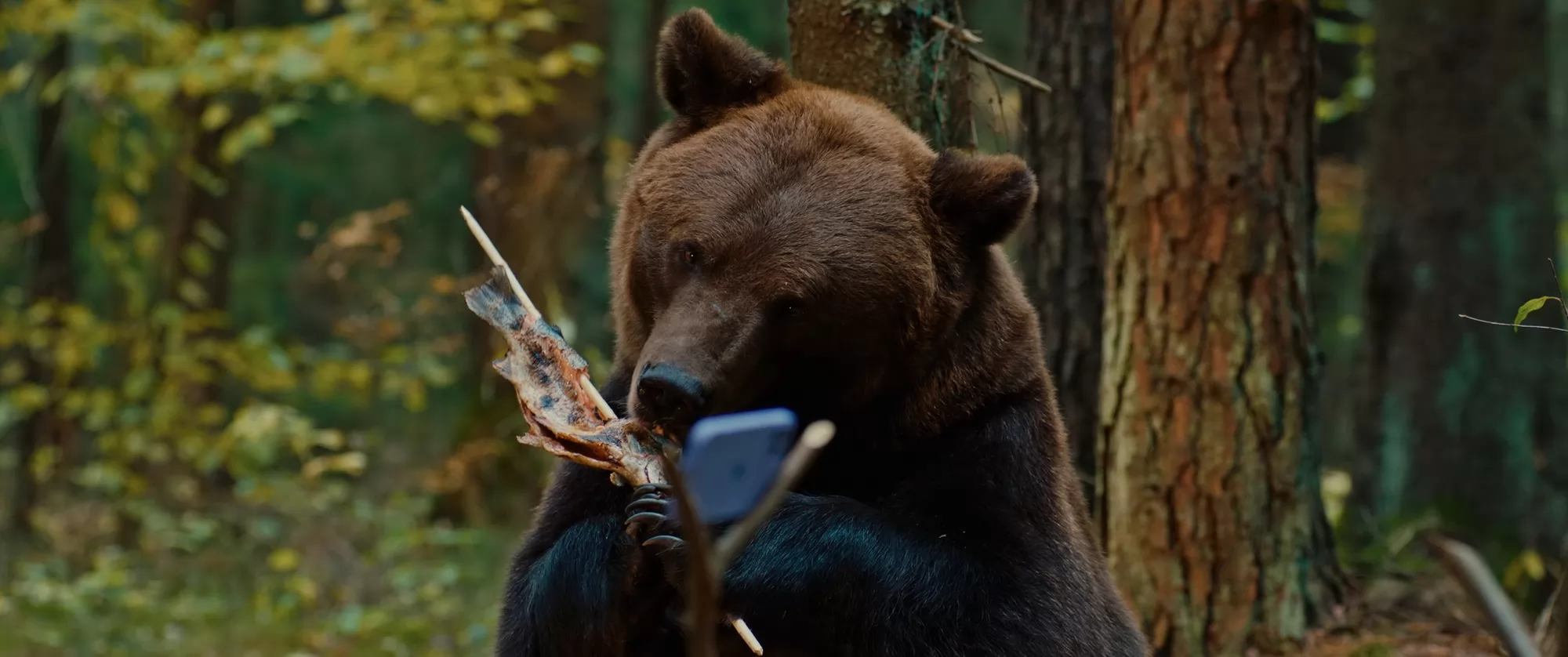 Фильм Мой папа - медведь (2025). Кадр N260165