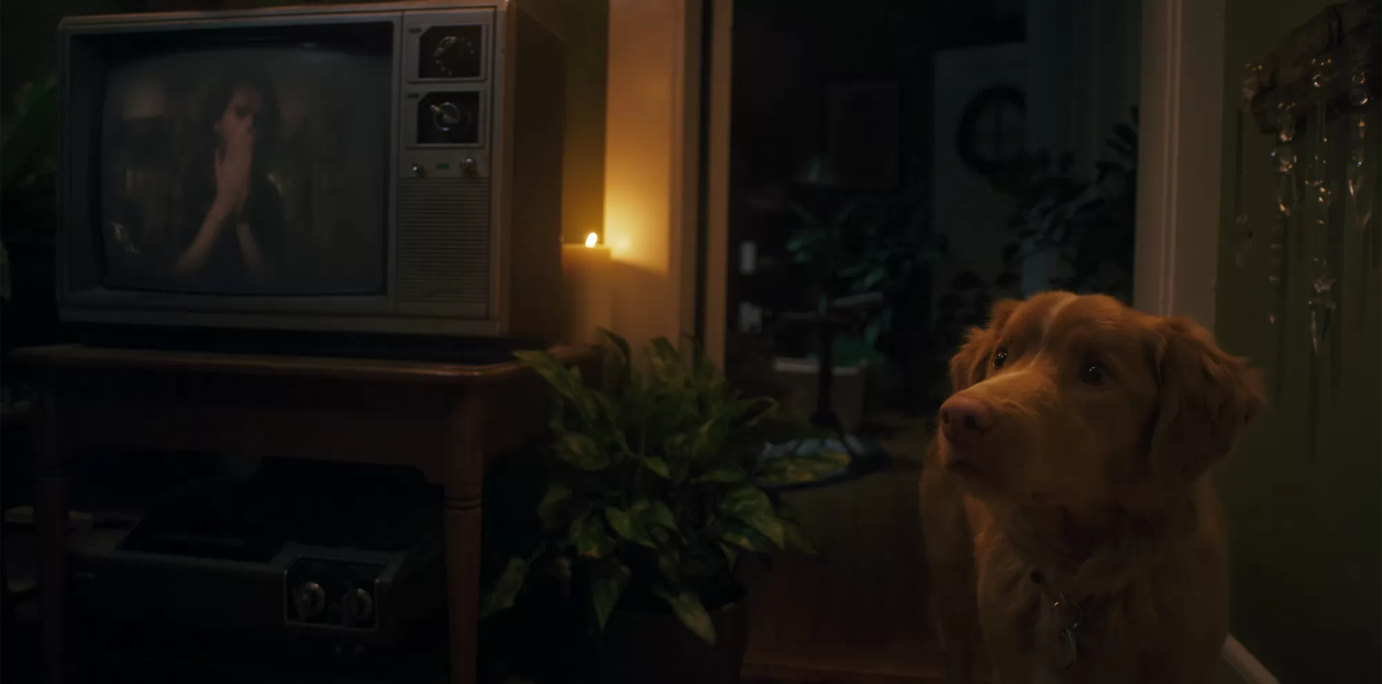 Фильм Глазами пса (2025). Кадр N265678