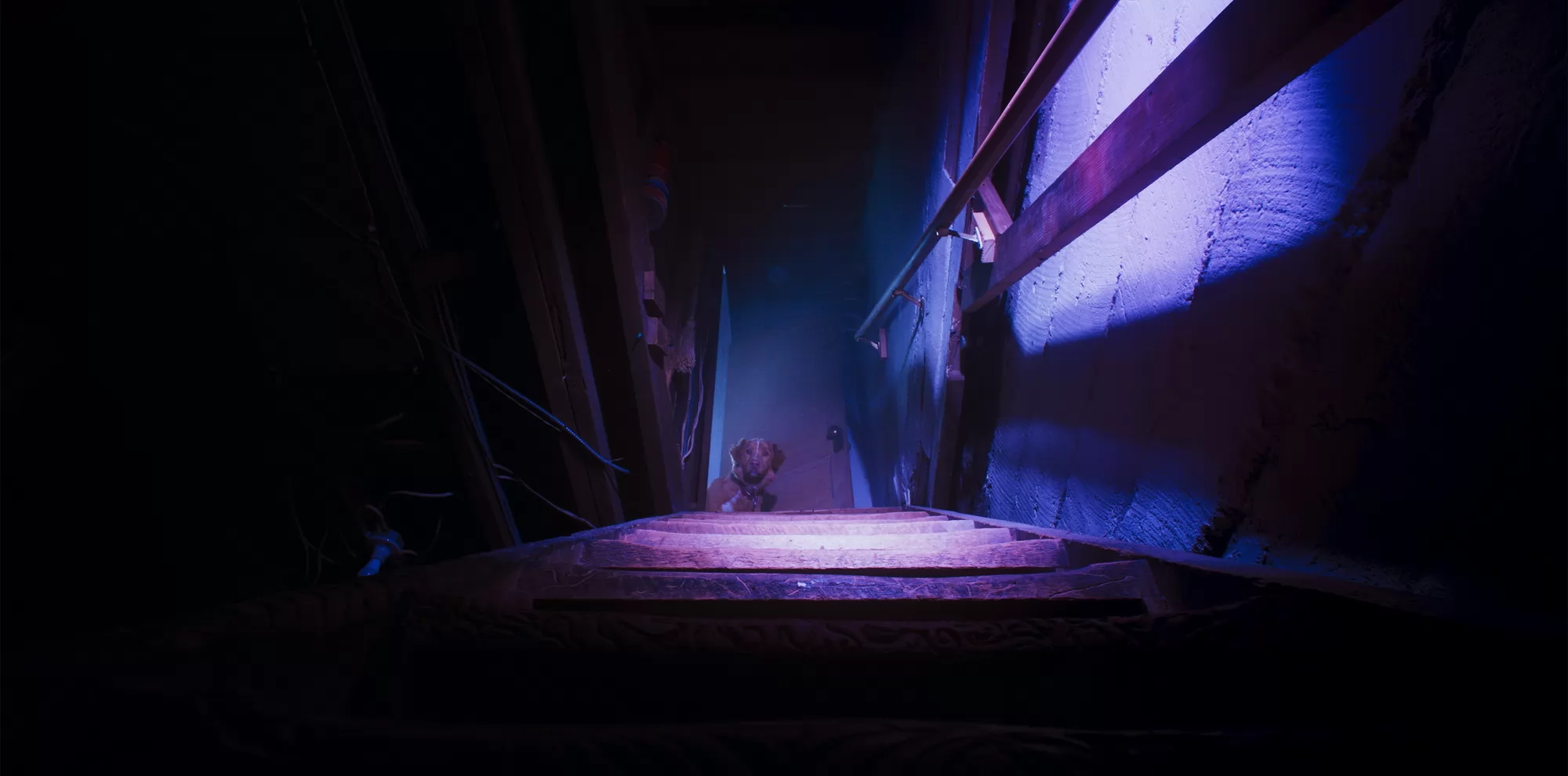 Фильм Глазами пса (2025). Кадр N265679