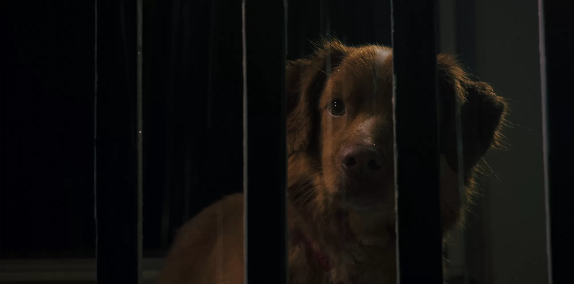 Фильм Глазами пса (2025). Кадр N265671