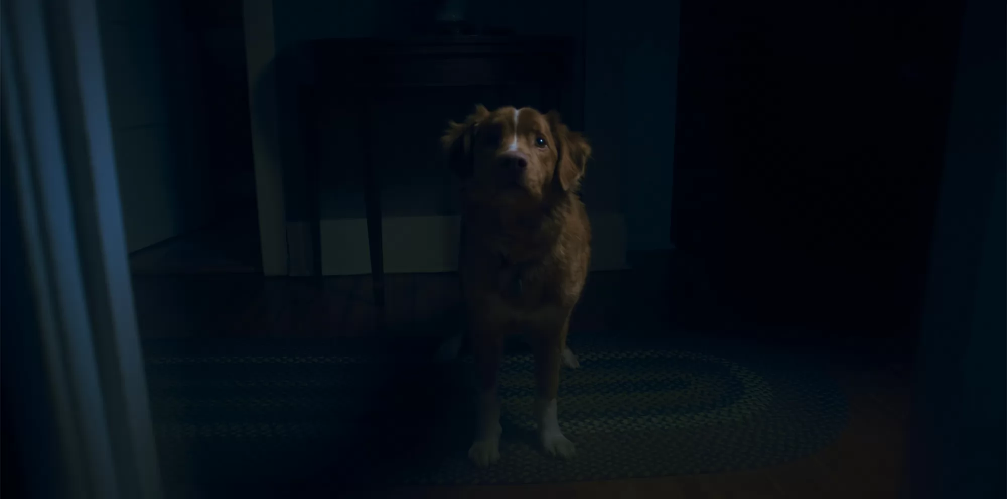 Фильм Глазами пса (2025). Кадр N265675