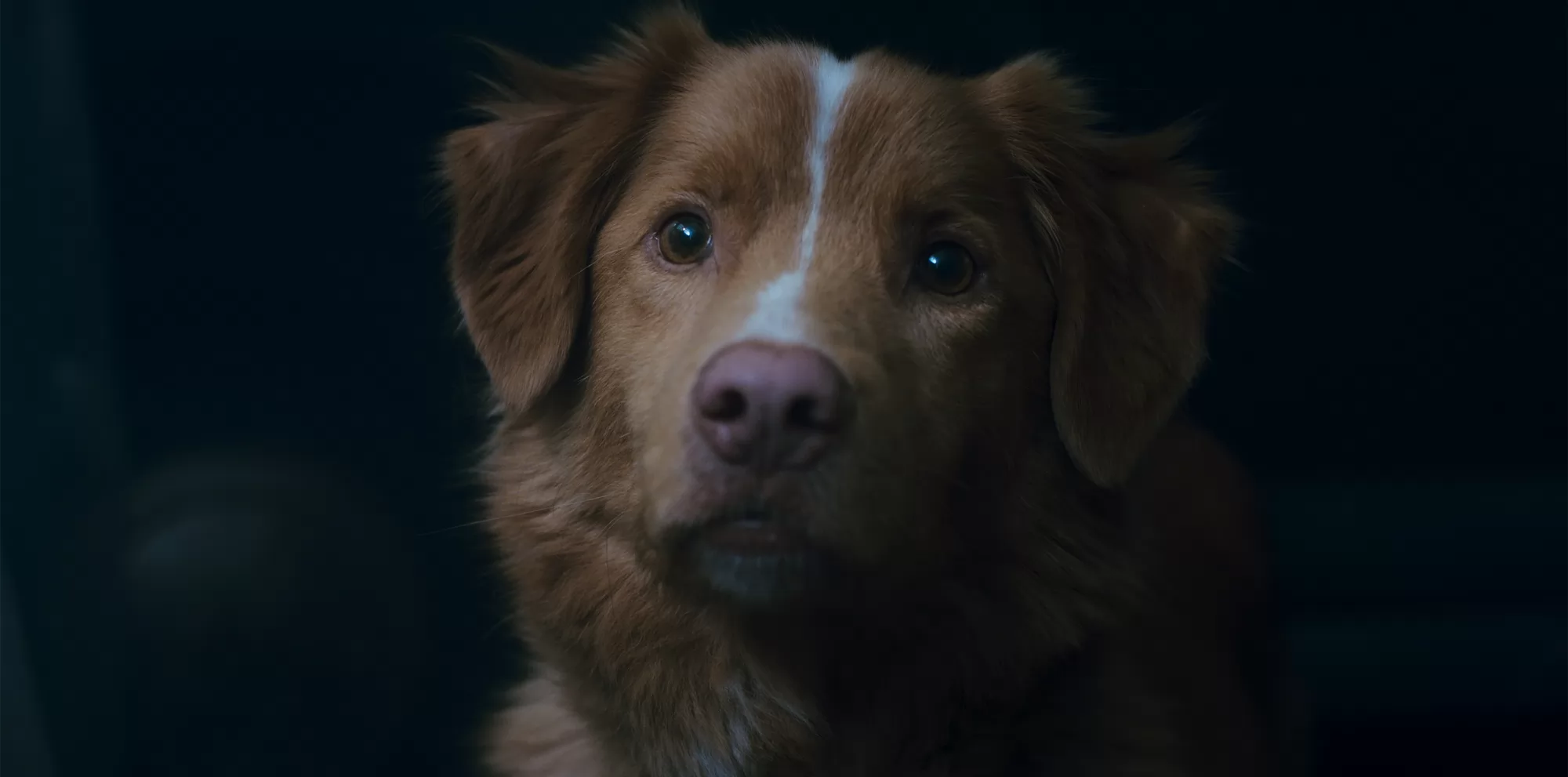 Фильм Глазами пса (2025). Кадр N265676