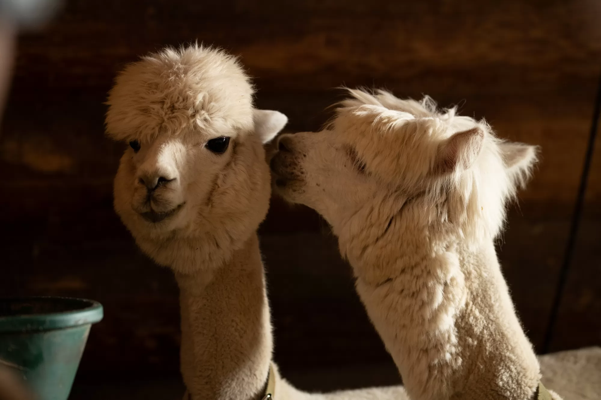 Π€ΠΈΠ»ΡΠΌ ΠΠΎΠΊΡΠΎΡ ΠΠ°Ρ (2026). ΠΠ°Π΄Ρ N268264