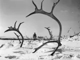 Превью кадра #256946 к фильму "Белый олень" (1952)