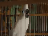 Превью кадра #257088 из фильма "Чебурашка 2"  (2026)