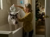 Превью кадра #257264 к фильму "Верный друг" (2024)