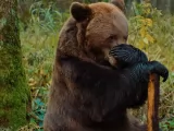 Превью кадра #260162 из фильма "Мой папа - медведь"  (2025)
