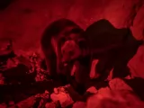 Превью кадра #261628 из фильма "Гризли"  (2025)
