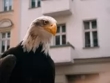 Превью кадра #262020 из фильма "Побег из зоопарка"  (2024)