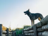 Превью кадра #262540 из сериала "Солдат по кличке Рекс"  (2026)