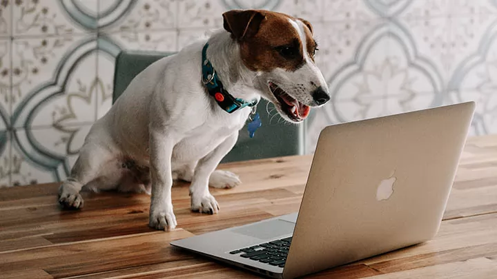 Трейлер российской комедии Жека Рассел