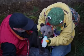 Начались съемки семейной комедии "Мой папа - медведь 2"