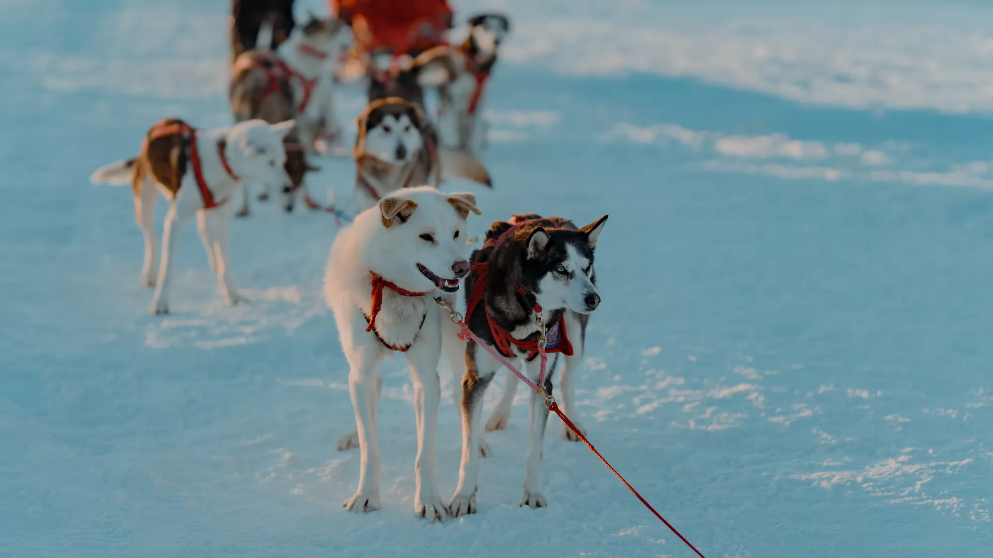 Фильм Снежная восьмерка (2026). Кадр N269301