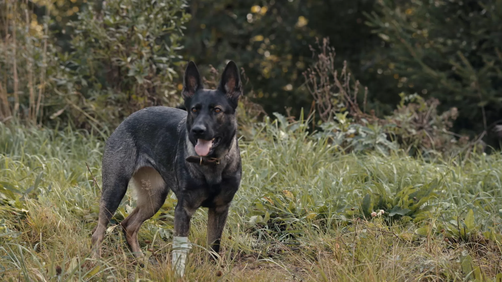 Сериал Солдат по кличке Рекс (2026). Кадр N270386