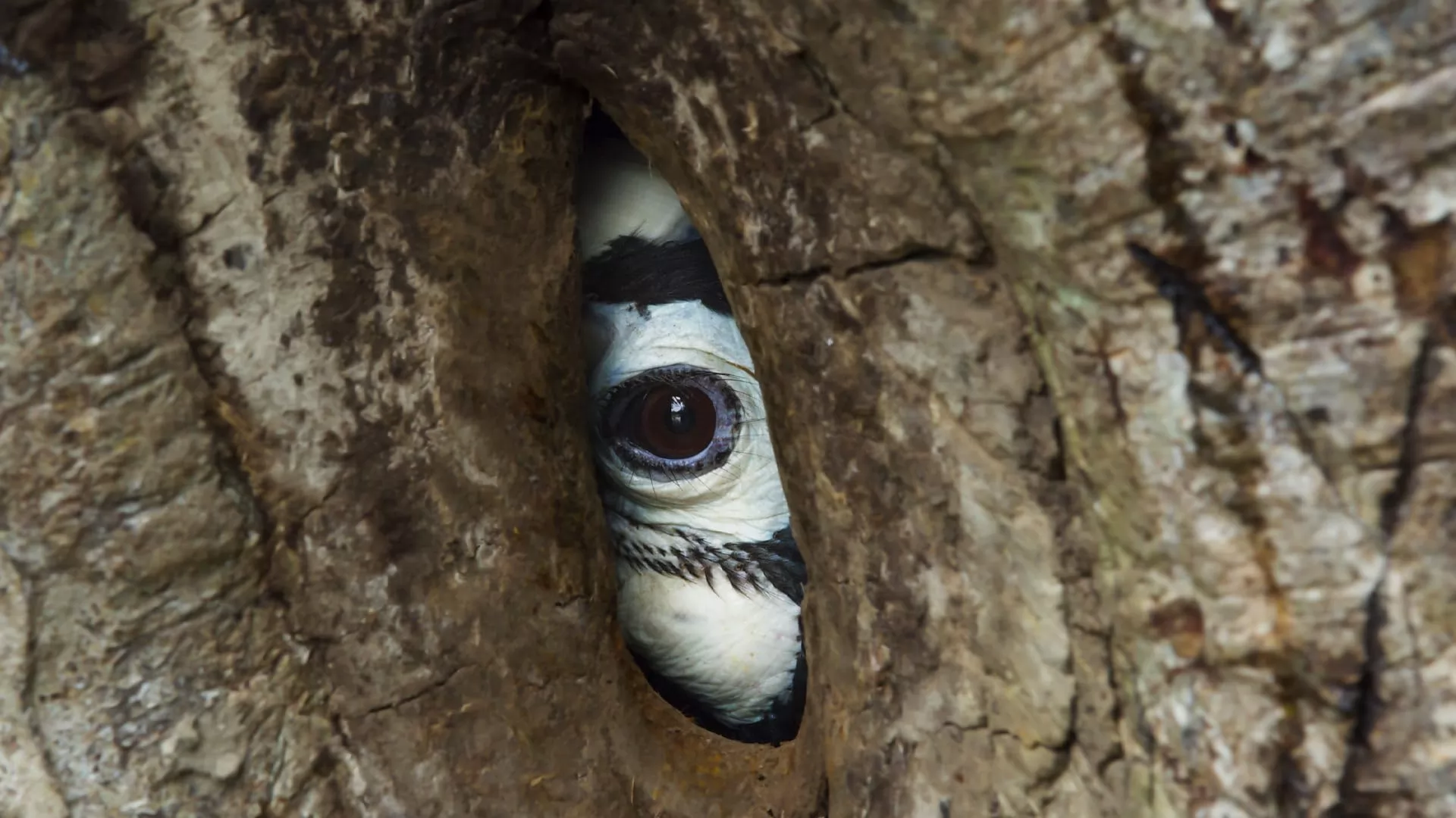 Сериал BBC: Планета Земля III (2023-2024). Кадр N271477