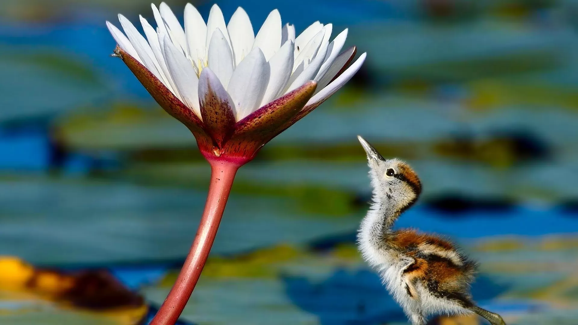 Сериал BBC: Планета Земля III (2023-2024). Кадр N271478