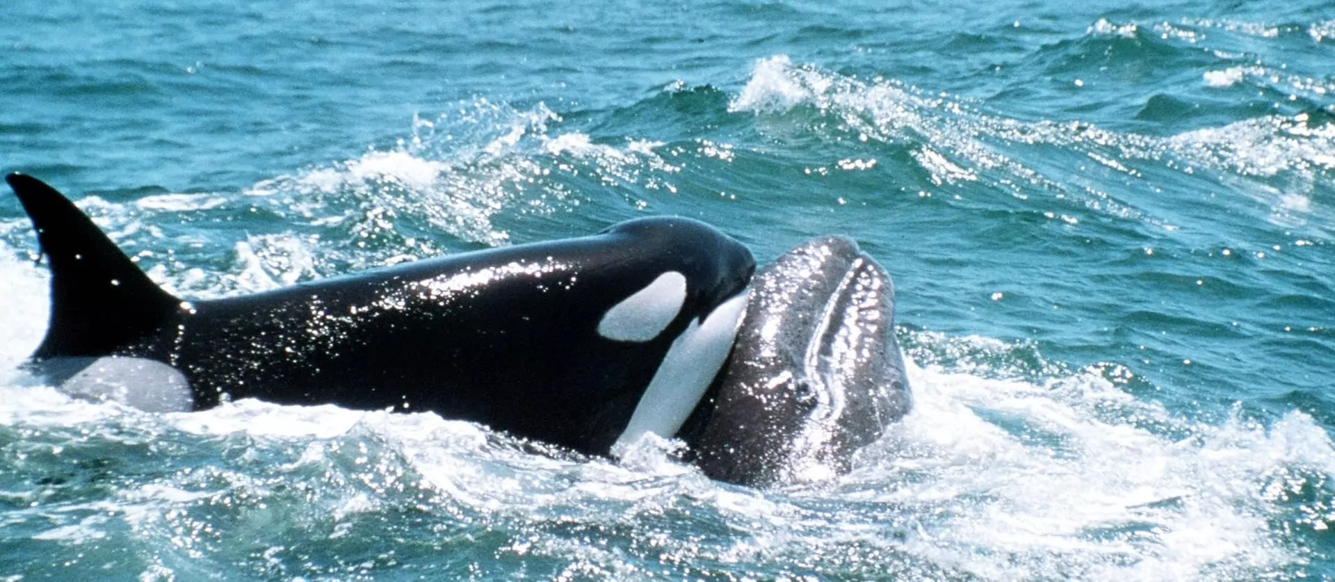 Сериал Голубая планета (2001). Кадр N272926