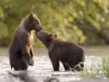 Превью кадра #277618 из фильма "Легенда о Большой Медведице"  (2027)