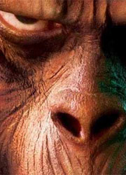 20th Century Fox отказалась от Восстания обезьян