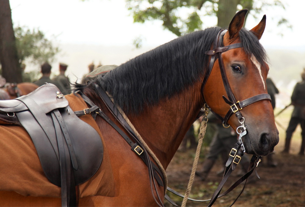Фильм Боевой конь (2011). Кадр N23590