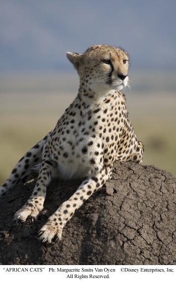 Фильм Африканские кошки: Королевство смелости (2011). Кадр N25861