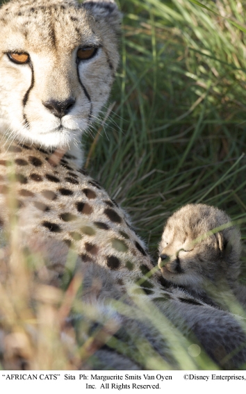 Фильм Африканские кошки: Королевство смелости (2011). Кадр N25863