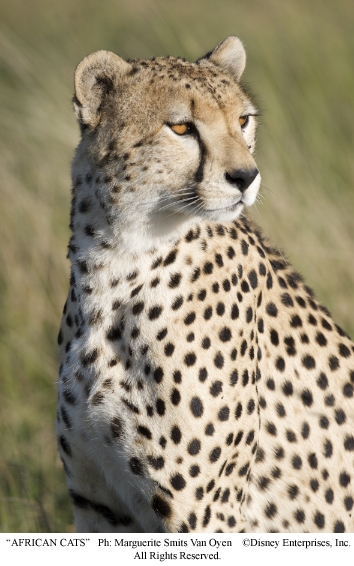 Фильм Африканские кошки: Королевство смелости (2011). Кадр N25865