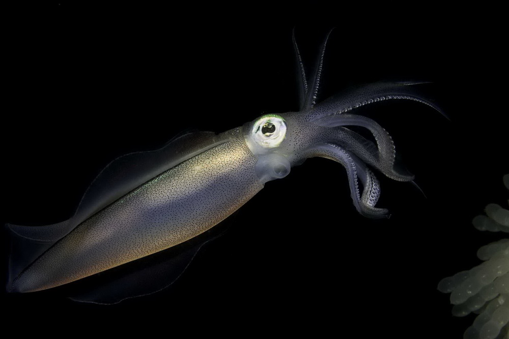На глубине морской 3D: кадр N26044