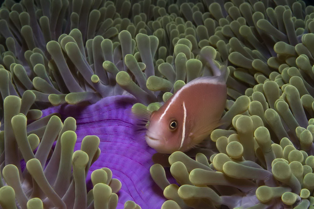 На глубине морской 3D: кадр N26046