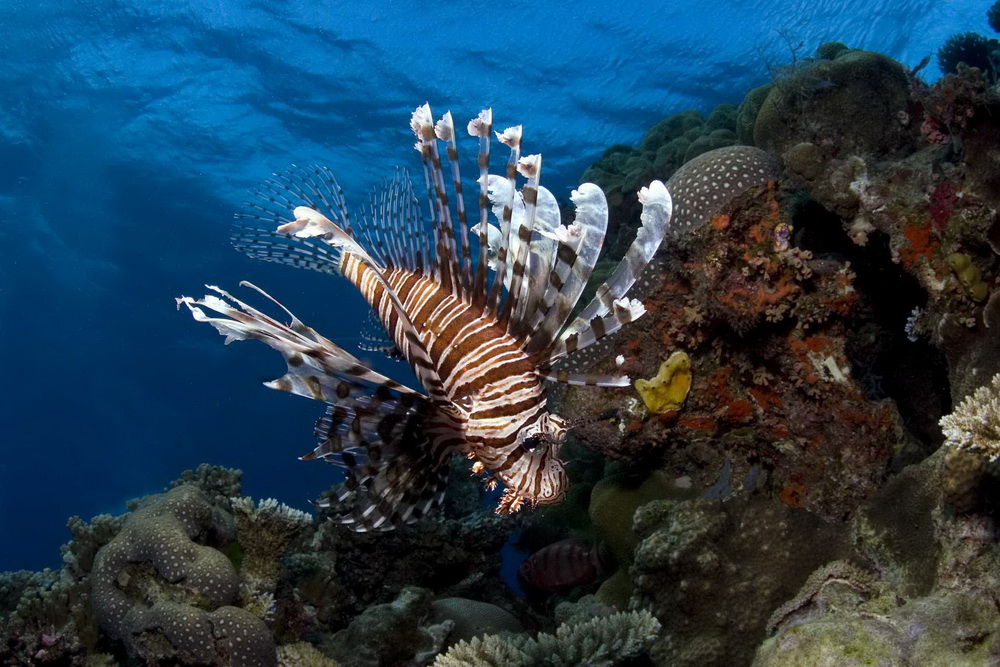 На глубине морской 3D: кадр N26047