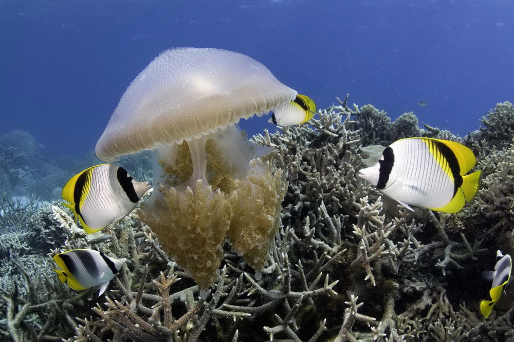 На глубине морской 3D: кадр N26055