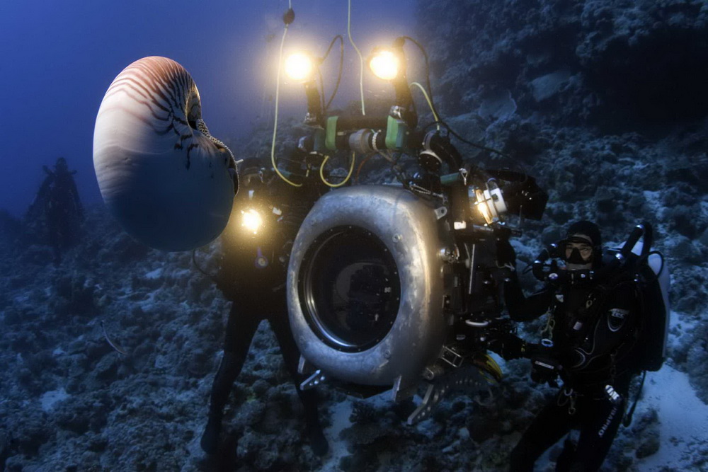 Фильм На глубине морской 3D (2009). Кадр N26056