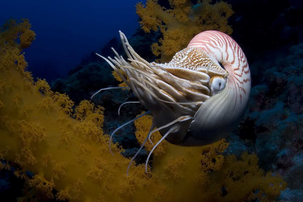 На глубине морской 3D: кадр N26057
