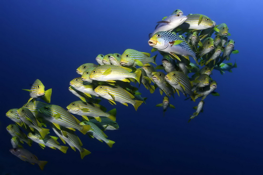 Фильм На глубине морской 3D (2009). Кадр N26059