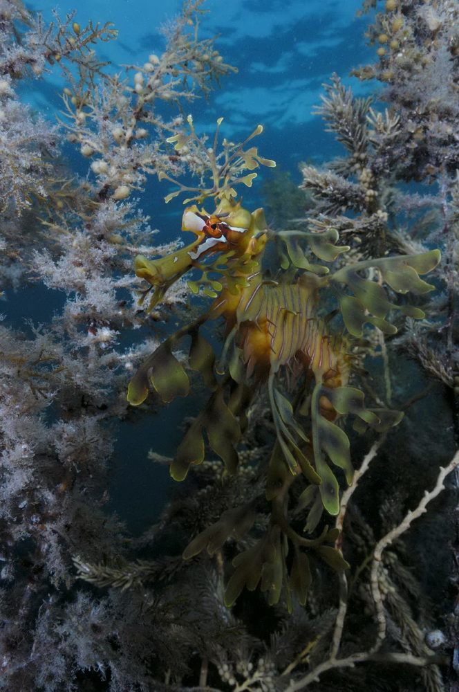 На глубине морской 3D: кадр N26068