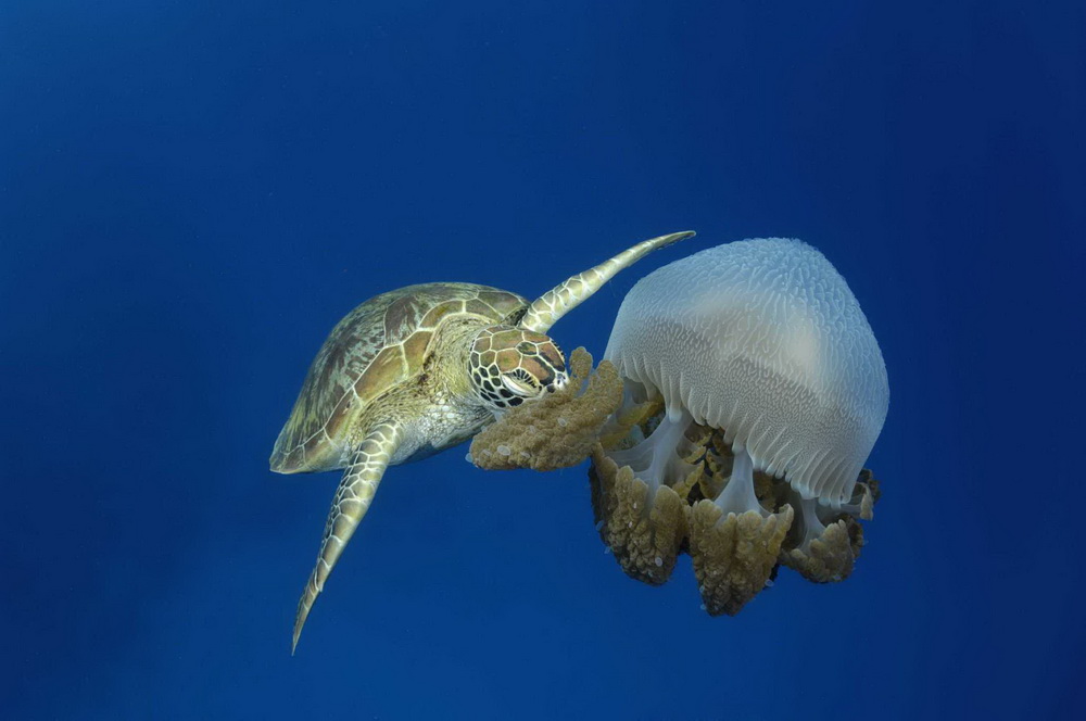 Фильм На глубине морской 3D (2009). Кадр N26073